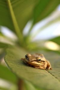 Close-up of frog on leaf