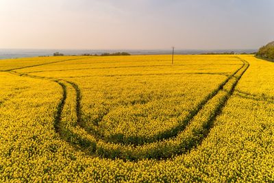 Rapeseed crop, drone view