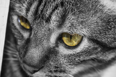 Close-up portrait of cat