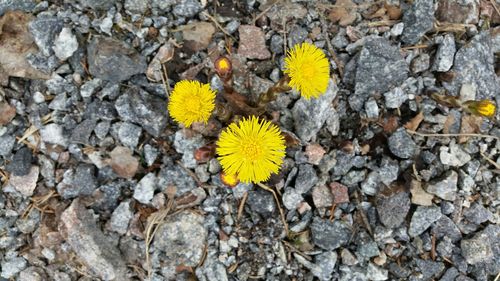 High angle view of yellow flower