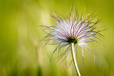 Close-up of thistle