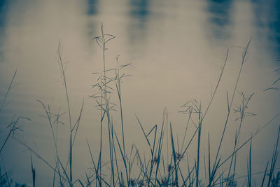 Close-up of stalks against the sky