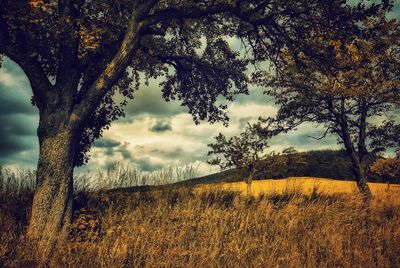 Trees on field against sky