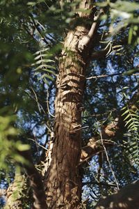 Low angle view of trees in forest