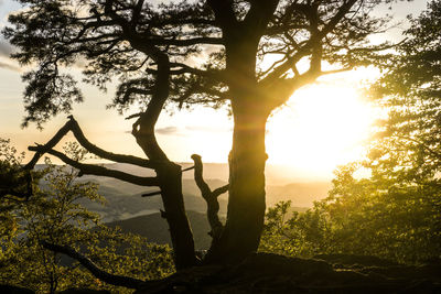 Silhouette trees by plants against sky during sunset