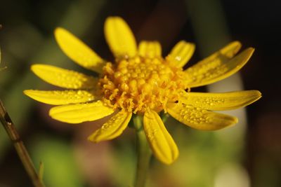 Close-up of yellow flower