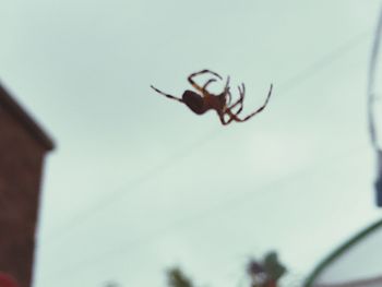 Close-up of insect