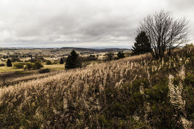 Scenic view of agricultural field against sky