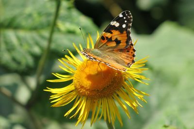 Close-up of butterfly pollinating on flower