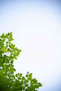 Low angle view of plant against clear sky