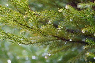 Close-up of raindrops on pine tree