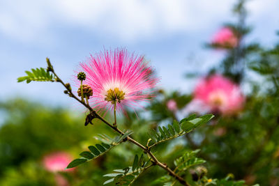 Close-up of pink flowering plant