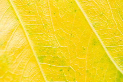 Full frame shot of green leaf