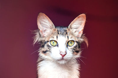 Close-up portrait of cat against red background