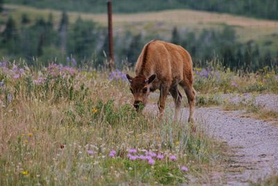 Cow grazing on field