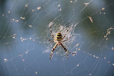 Close-up of spider on web