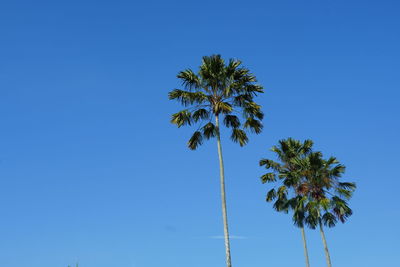 palm tree