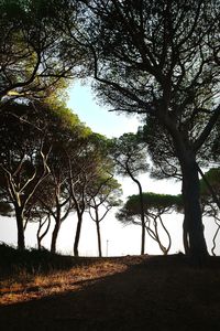 Silhouette trees on field against sky