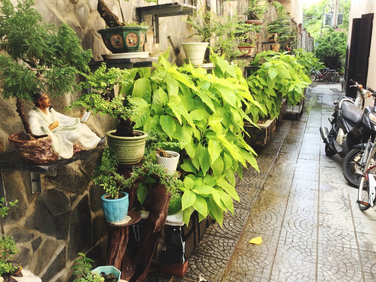 potted plant, plant, green color, growth, leaf, for sale, freshness, abundance, variation, retail, flower pot, arrangement, day, outdoors, in a row, cobblestone, high angle view, market, large group of objects, nature