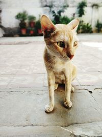 Cat sitting on footpath