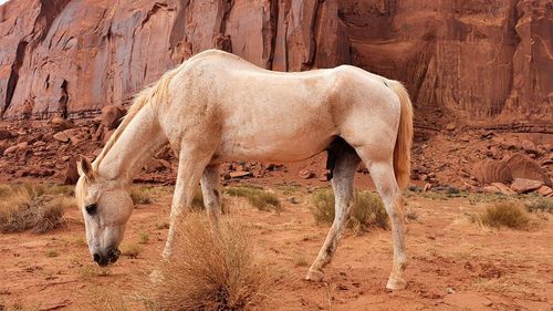 Horse grazing on field in front of monument valley 