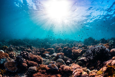 Aerial view of sea underwater