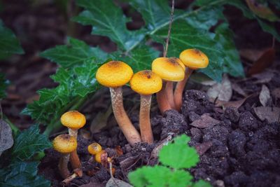 Close-up of plant growing outdoors