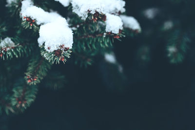 Closeup of snowed pine branches with dark copy space