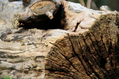 Close-up of tree trunk