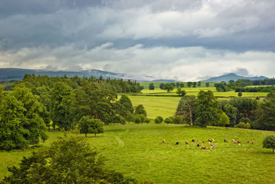 Scenic view of grassy field against sky