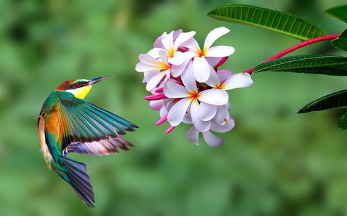 Close-up of bird flying against blurred background