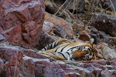 Cat relaxing on rock