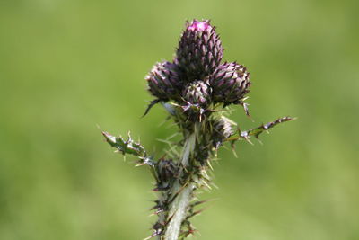 Close-up of thistle