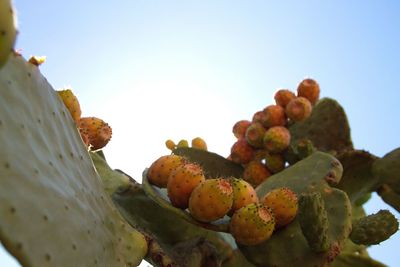 Close-up of tree against clear sky