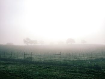 Scenic view of grassy field in foggy weather