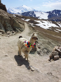 High angle view of dog on field during winter