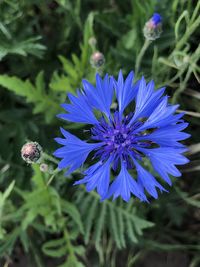 flowering plant