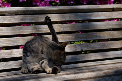 Close-up of horse on wood