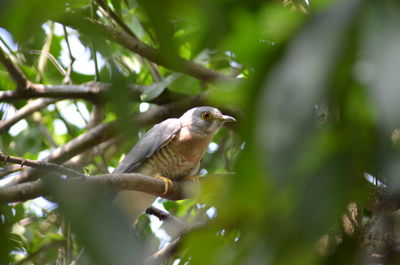 Low angle view of bird perching on branch