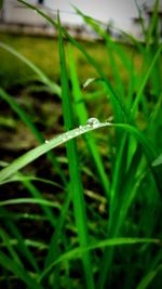 Close-up of insect on grass