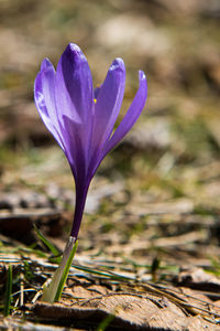 Close-up of purple crocus flower on field