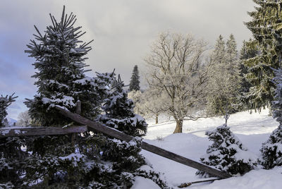 Snow covered plants and trees against sky