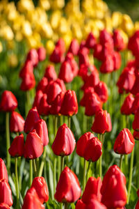 Close-up of red tulips