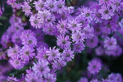 Close-up of purple flowering plants