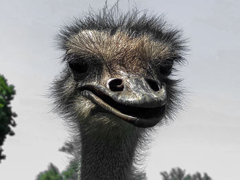 Funny face of an ostrich, cute looking