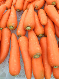 carrot