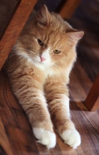 Close-up of cat sitting on wooden table