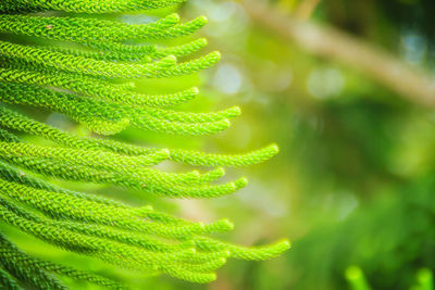 Close-up of fern leaves