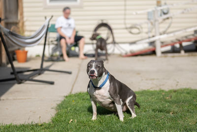 Pitbull male is sticking his tongue out on a sunny day in the yard