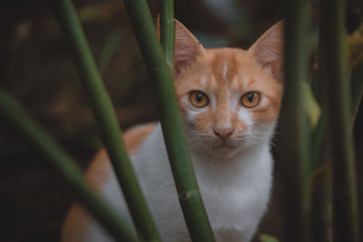 Close-up portrait of a cat